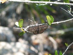Ephyriades brunnea