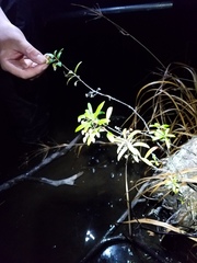 Pieris phillyreifolia