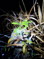 Pieris phillyreifolia