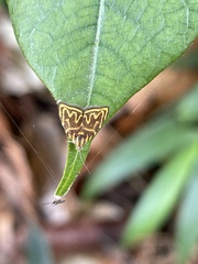Hemerophila milliaria