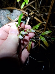 Pieris phillyreifolia