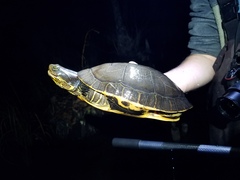 Deirochelys reticularia