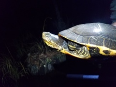 Deirochelys reticularia