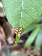 Hemerophila milliaria