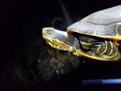 Deirochelys reticularia