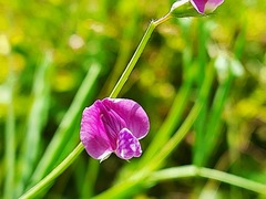 Lathyrus hirsutus