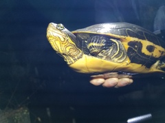 Deirochelys reticularia