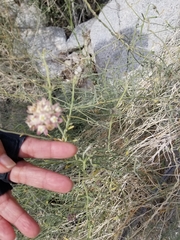 Funastrum hirtellum