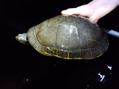Deirochelys reticularia