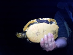 Deirochelys reticularia