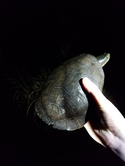 Deirochelys reticularia