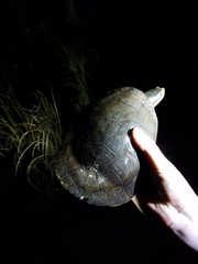 Deirochelys reticularia