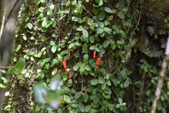 Sarmienta scandens