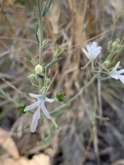 Teucrium racemosum