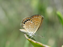 Brephidium pseudofea
