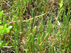 Brephidium pseudofea