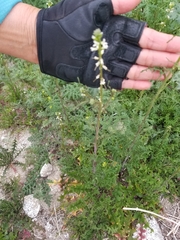 Caulanthus lasiophyllus