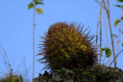Melocactus macracanthos