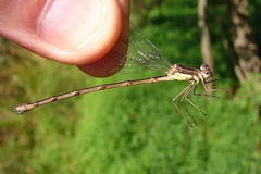 Lestes australis