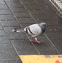 Columba livia domestica