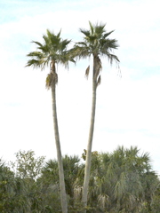 Sabal palmetto