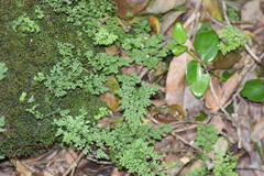 Asplenium dareoides