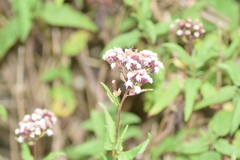 Aristeguietia salvia