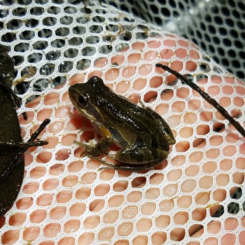 Ornate Chorus Frog (Pseudacris ornata), a species recorded in Florida