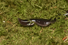 Continenticola