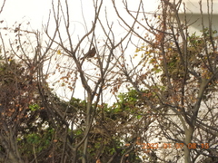 Turdus chrysolaus