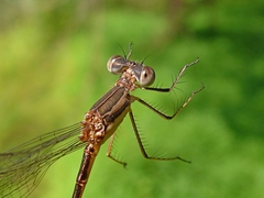 Lestes australis