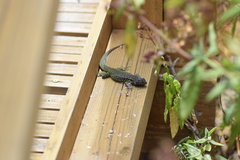 Liolaemus zapallarensis