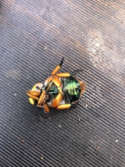 Anoplognathus viriditarsis