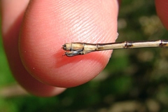 Lestes australis