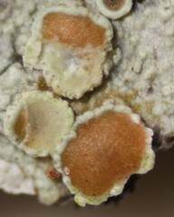 Lecanora
