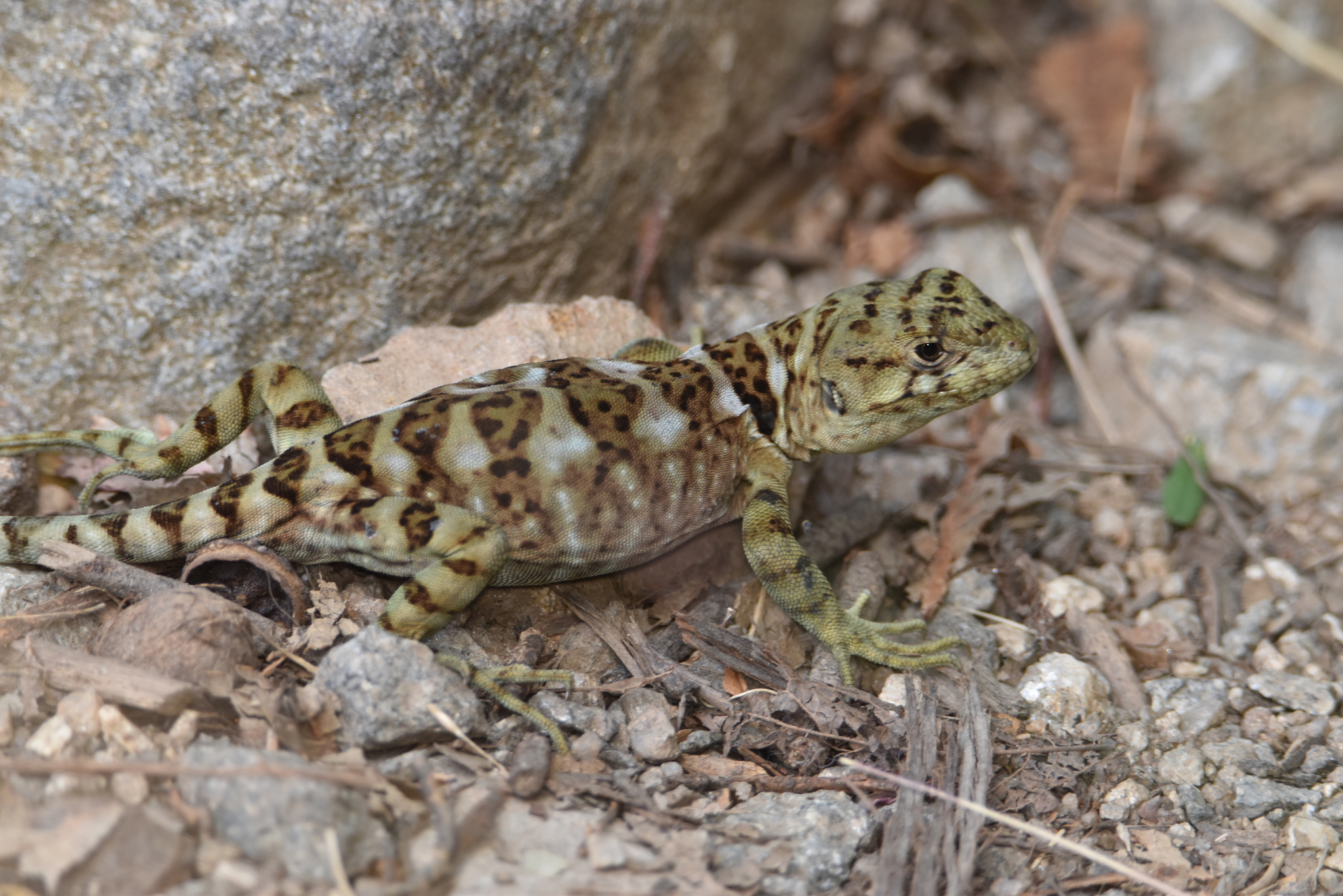 Pristidactylus torquatus (Philippi, 1861)