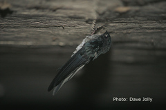 Collocalia troglodytes