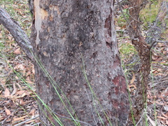 Eucalyptus squamosa