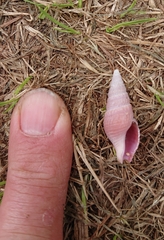 Phenatoma roseum