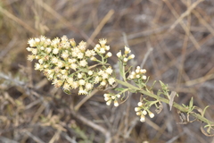 Baccharis linearis