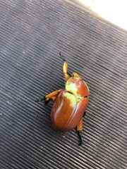 Anoplognathus viriditarsis