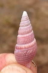 Phenatoma roseum