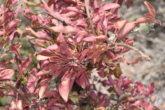 Anisomeria littoralis