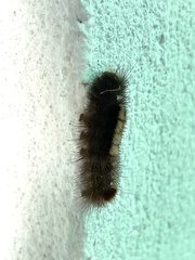 Lepidoptera