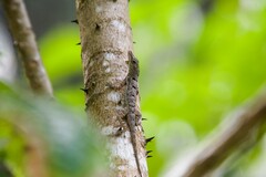 Anolis stratulus