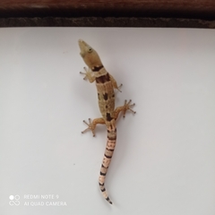 Sphaerodactylus