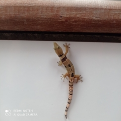 Sphaerodactylus