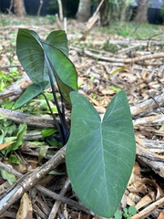 Colocasia