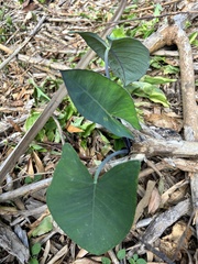 Colocasia