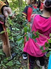 Urceola rosea